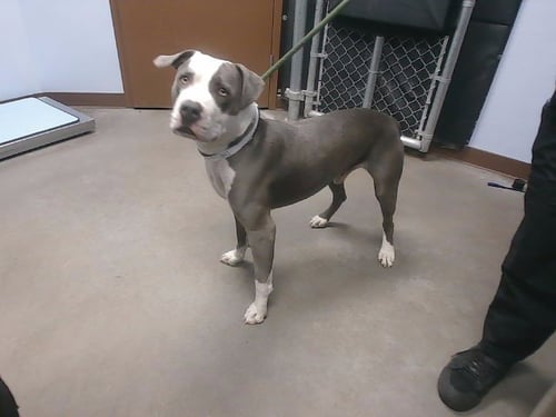 CESAR - American Pit Bull Terrier available for adoption