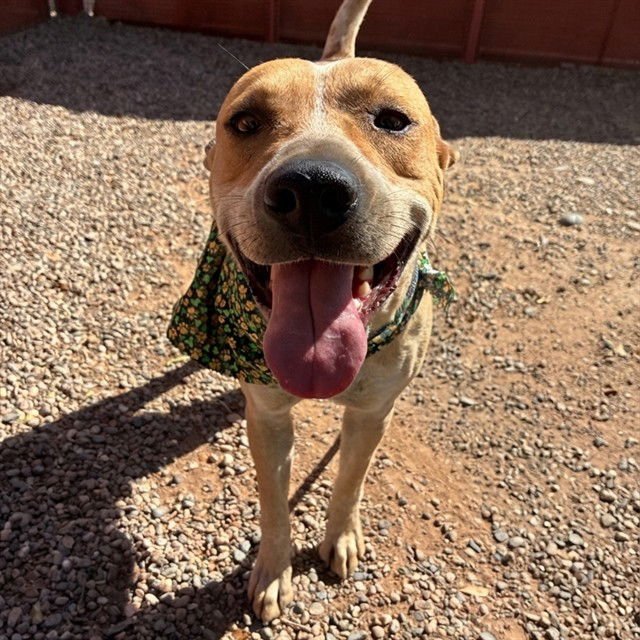 SRIRACHA - Queensland Heeler available for adoption