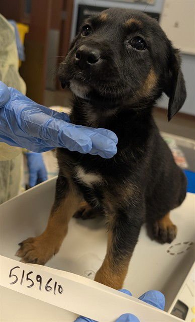 ALLEN - German Shepherd Dog available for adoption