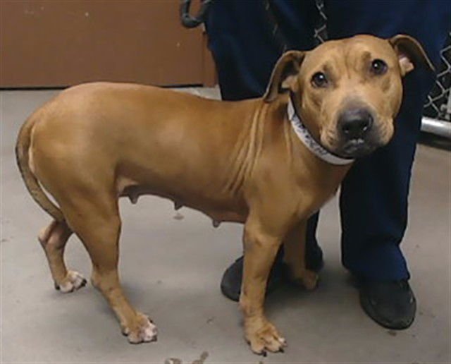 VANITY - American Pit Bull Terrier available for adoption