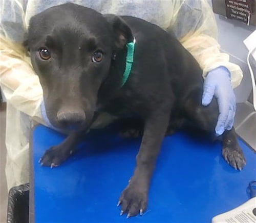 REESE - Australian Kelpie available for adoption