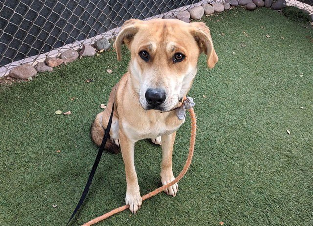 GELATO - Carolina Dog available for adoption