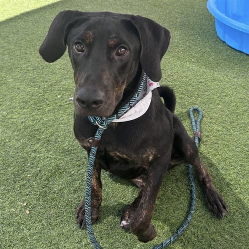 HEIDI - Plott Hound available for adoption
