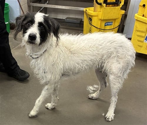 LUCY - Irish Wolfhound available for adoption