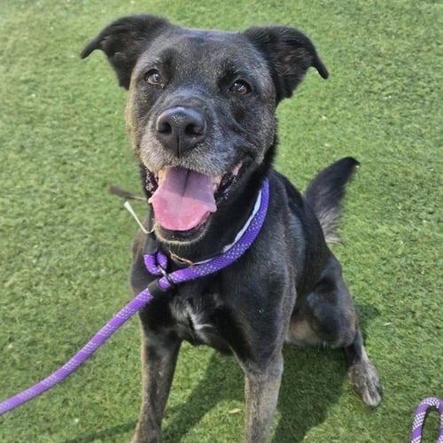 KAIA - Belgian Shepherd Malinois / Labrador Retriever available for adoption