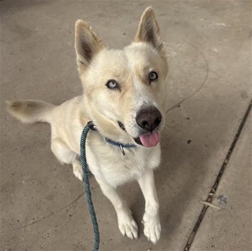 LUCA - Husky available for adoption