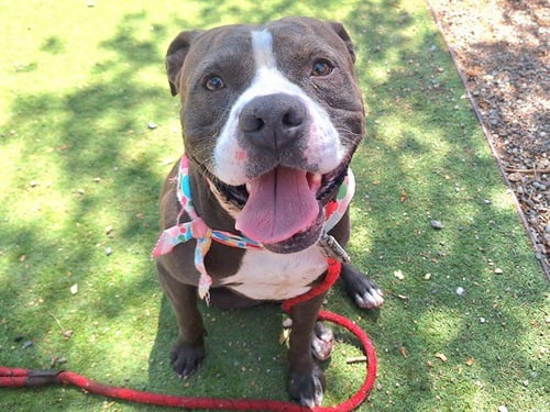 TYSON - American Pit Bull Terrier available for adoption