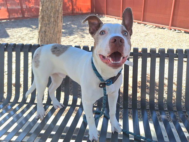 GHOST - American Pit Bull Terrier available for adoption