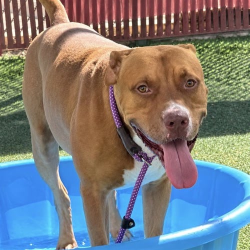 BRODIE - American Pit Bull Terrier available for adoption