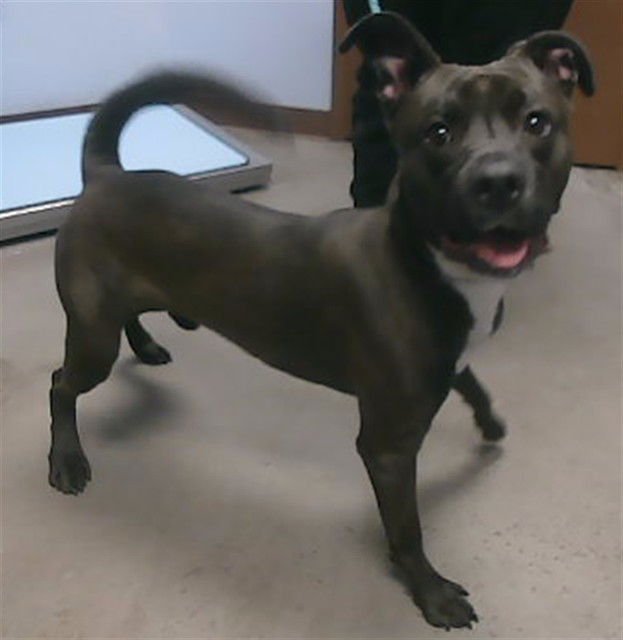 PASTA - American Pit Bull Terrier available for adoption