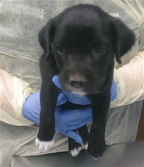 CARTHAGE - Boxer available for adoption