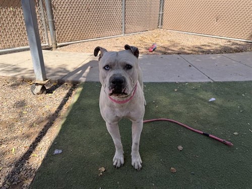 FERB - American Pit Bull Terrier available for adoption