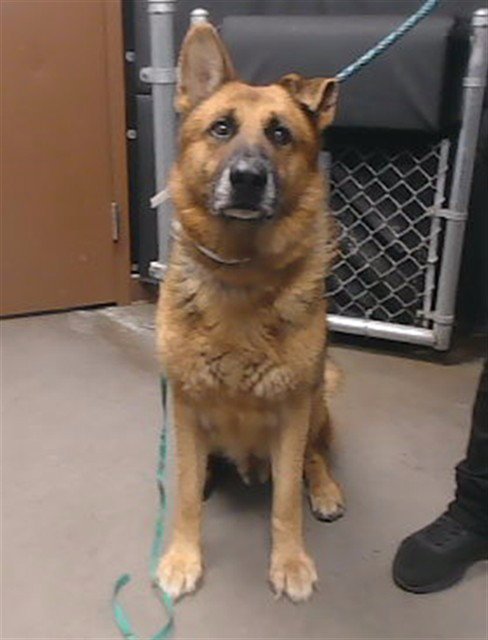 REX - German Shepherd Dog available for adoption
