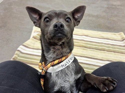 PLUM - Chihuahua available for adoption