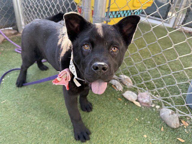 KING - Chow Chow available for adoption