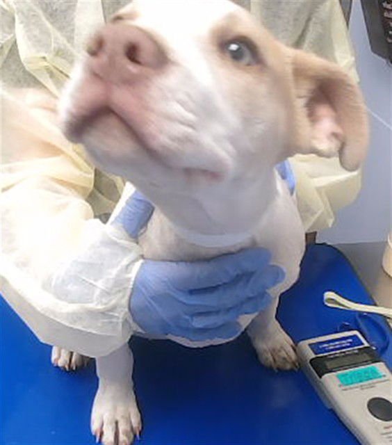 SHKRIMP - American Pit Bull Terrier available for adoption