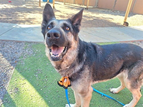 ANGELICA - German Shepherd Dog available for adoption