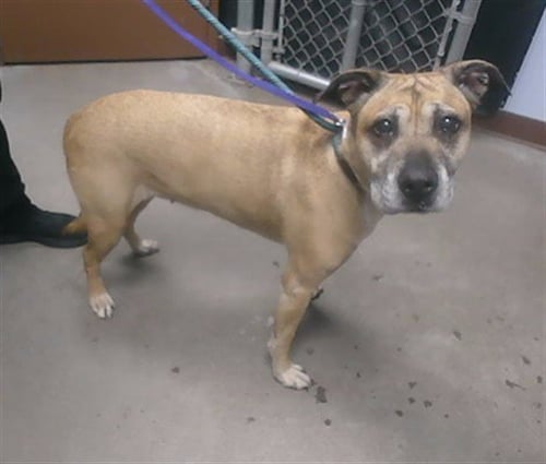 NANA - Labrador Retriever available for adoption