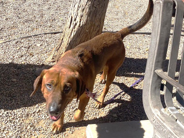 SCOOBY - Bloodhound / Labrador Retriever available for adoption
