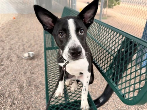 SCOUT - American Pit Bull Terrier / Border Collie available for adoption