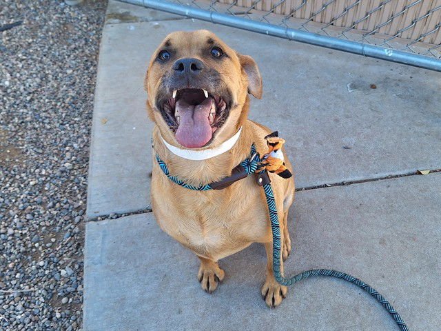 BUSTER - Boxer available for adoption