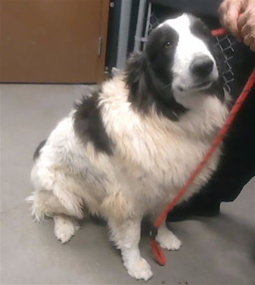 WILLOW - Great Pyrenees available for adoption