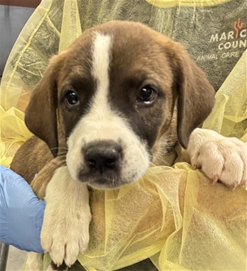 WAFFLE - American Pit Bull Terrier available for adoption