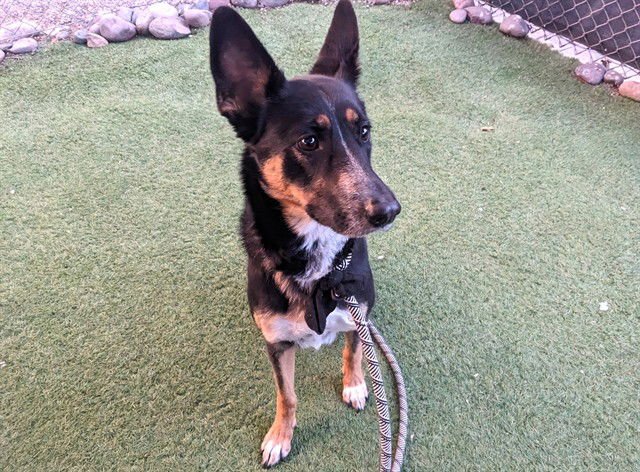 EL - German Shepherd Dog available for adoption