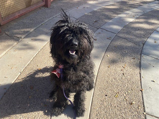 SIRI - Poodle (Miniature) available for adoption