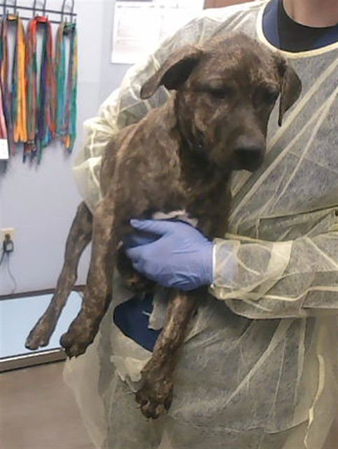 ROOFUS - Labrador Retriever available for adoption