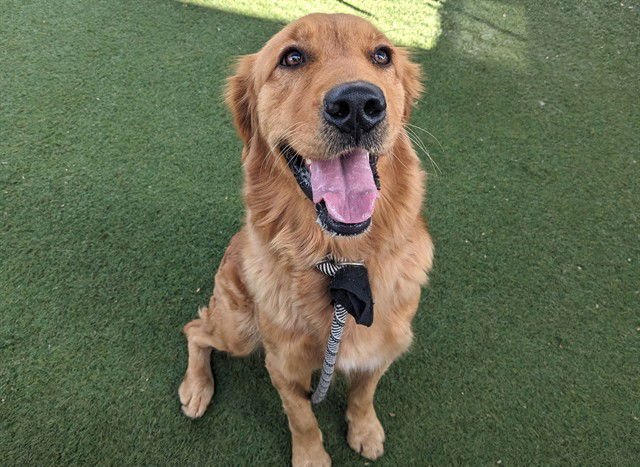 SEDONA - Golden Retriever available for adoption