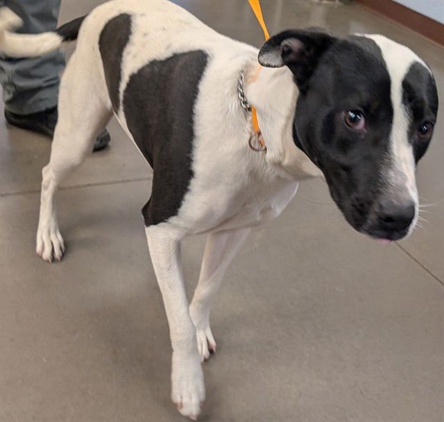 BECKY - American Pit Bull Terrier available for adoption