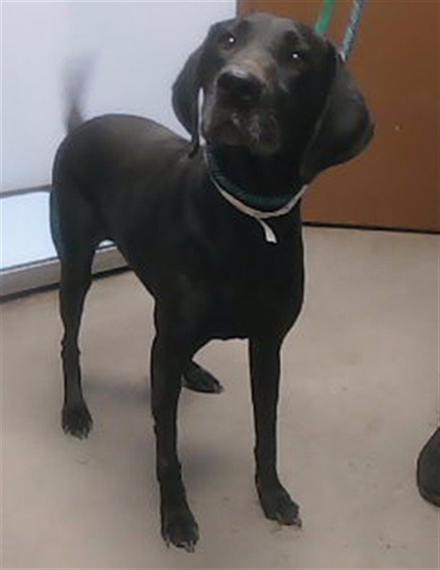 CHARLIE - Vizsla / Labrador Retriever available for adoption