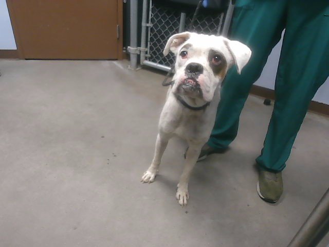 PUDDY Image