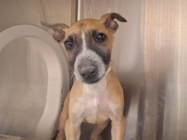 PIXIE - Bull Terrier available for adoption