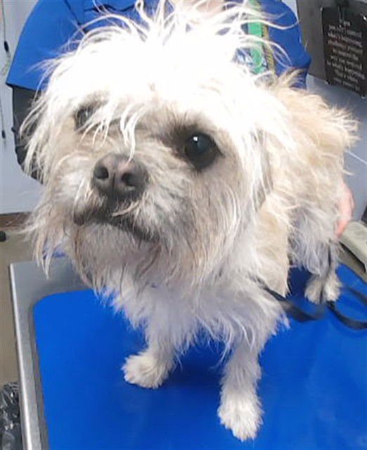 SCRUFFLES - Brussels Griffon available for adoption