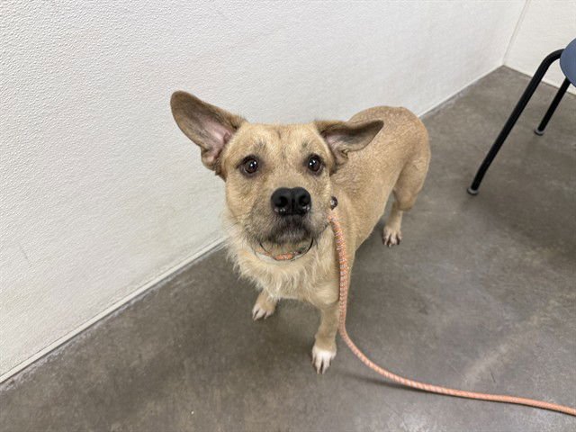 MINNOW - Cairn Terrier / Dachshund available for adoption