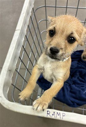 WETZEL - Cairn Terrier available for adoption