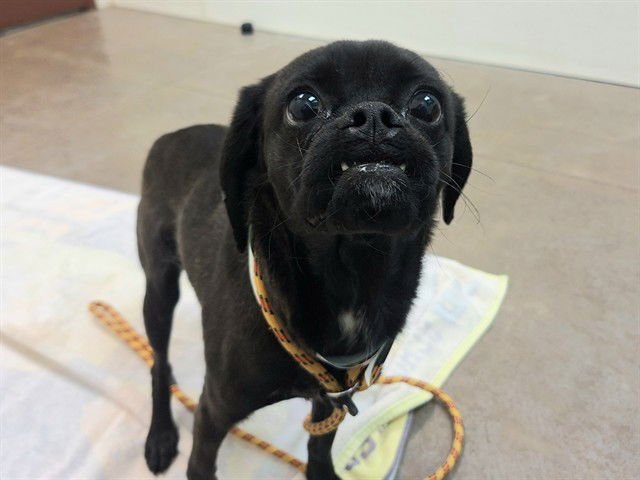 OOLONG - Pug / Cocker Spaniel available for adoption