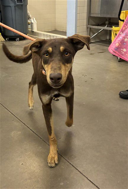 APPLESAUCE - Doberman Pinscher available for adoption