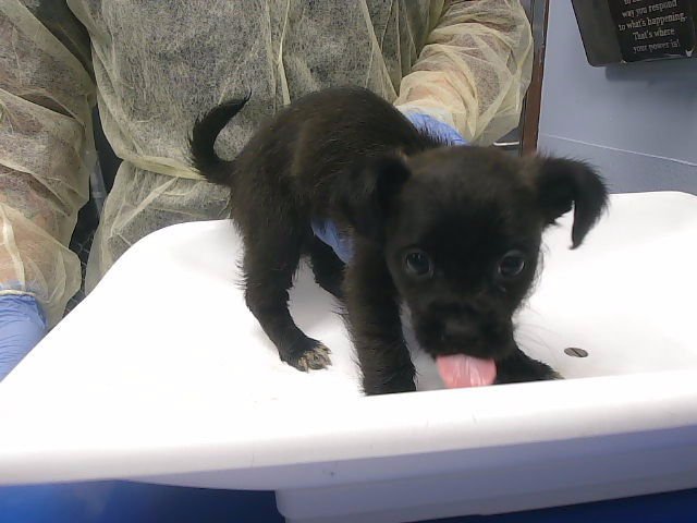 A5158713 - Miniature Schnauzer available for adoption