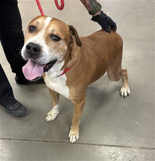 FANTASTIC - American Pit Bull Terrier available for adoption