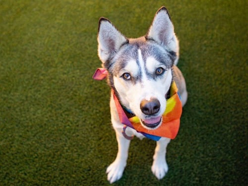 SILVER - Siberian Husky available for adoption