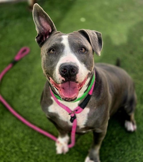 BABY - American Pit Bull Terrier available for adoption