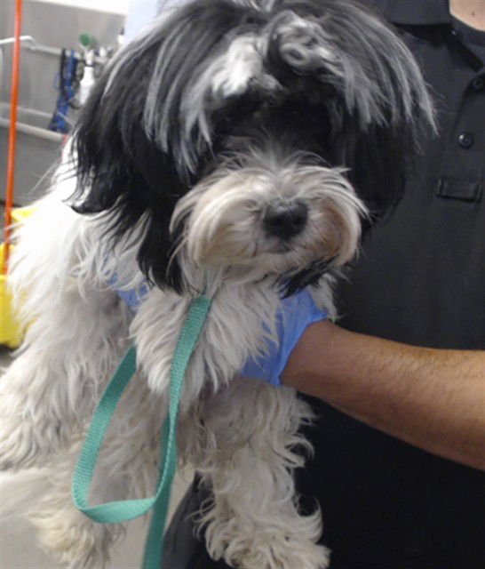 BEATLE - Shih Tzu available for adoption