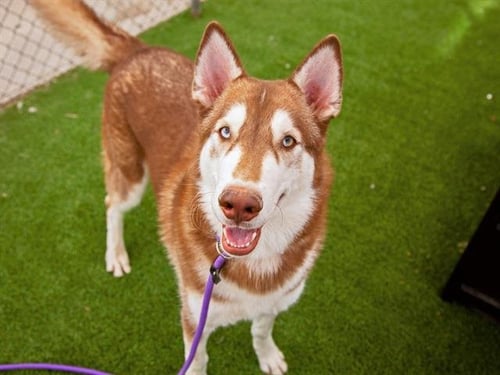 OZZY - Siberian Husky available for adoption