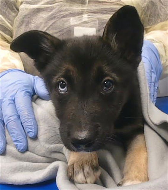 BAELOR - Husky / German Shepherd Dog available for adoption