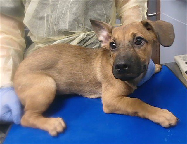 TINKERBELL Image