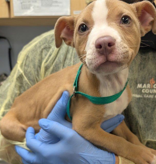 SAVI - American Pit Bull Terrier available for adoption