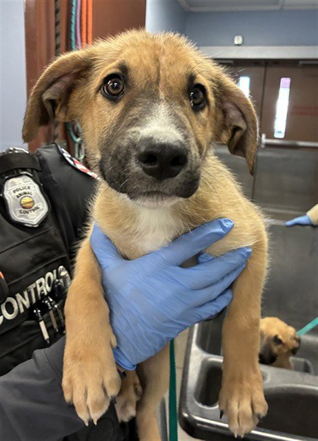 SHRIEK - German Shepherd Dog available for adoption